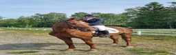 Hoppning hästar till salu: Bästa vän säljes - Annons 3