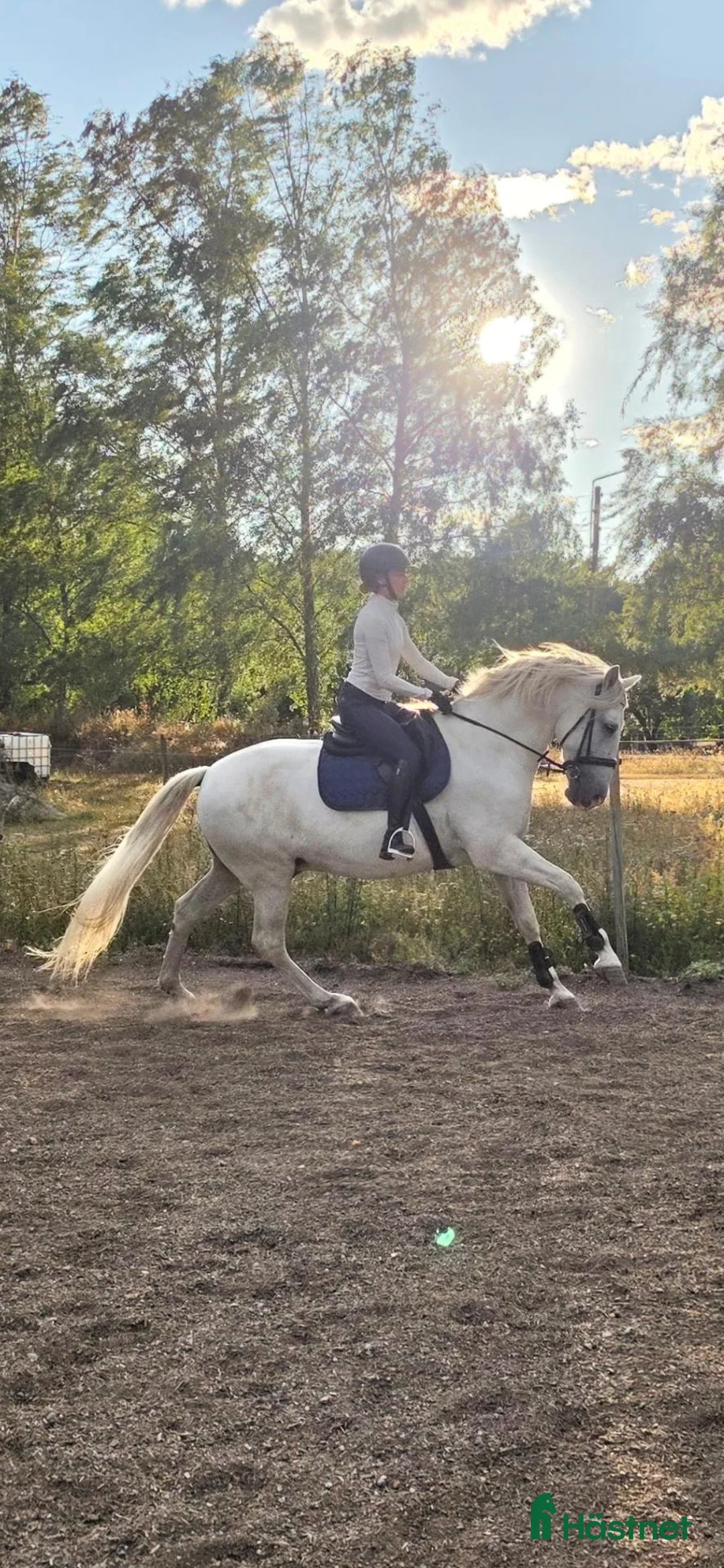 Allround hästar till salu: PRE Valack 10 år i Norrköping - Annons 1