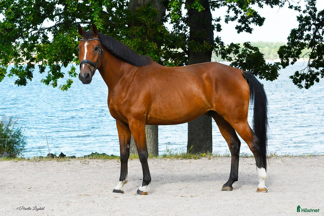 Hoppning hästar till salu: Lovande Valack i Västervik - Annons 2