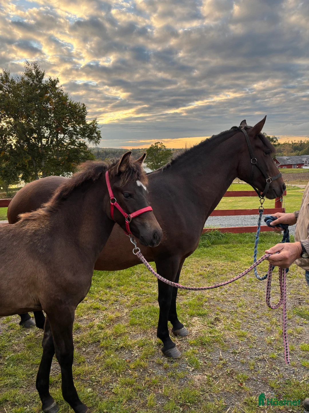Allround hästar till salu: Svensk Ridponny 8 mån. i Björköby - Annons 3