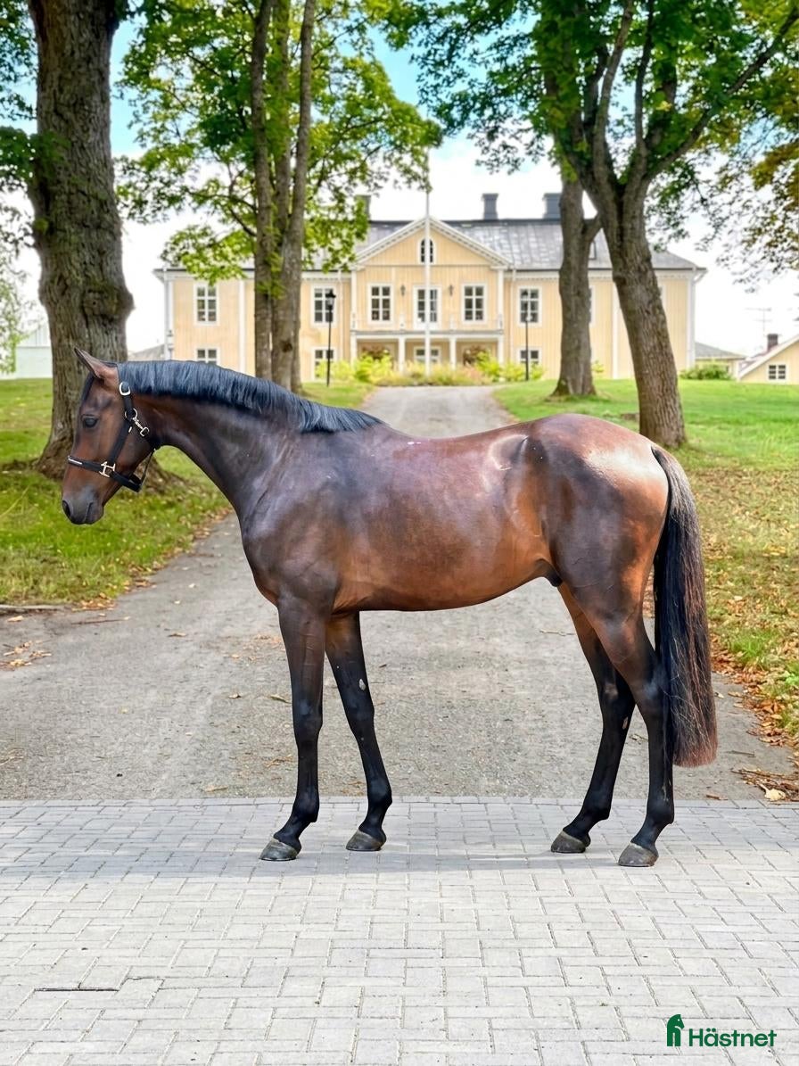 hästar Lovande 3-årig valack med toppenstam för framtiden - Annons 4