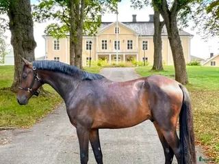 hästar Lovande 3-årig valack med toppenstam för framtiden - Annons 4