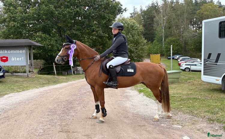  hästar i Linghem - Annons 12