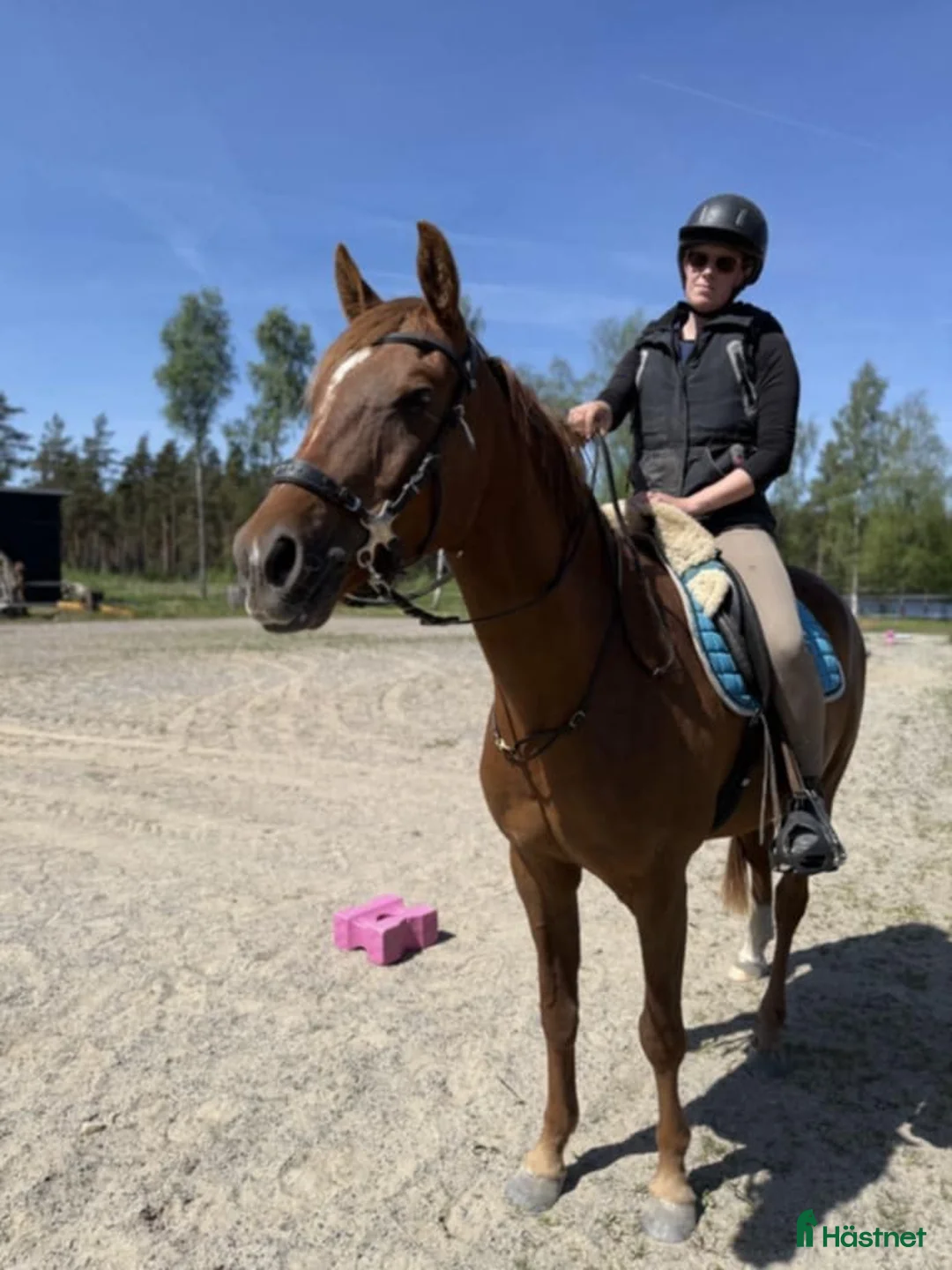 Allround hästar till salu: Angloarab  i Vislanda - Annons 4