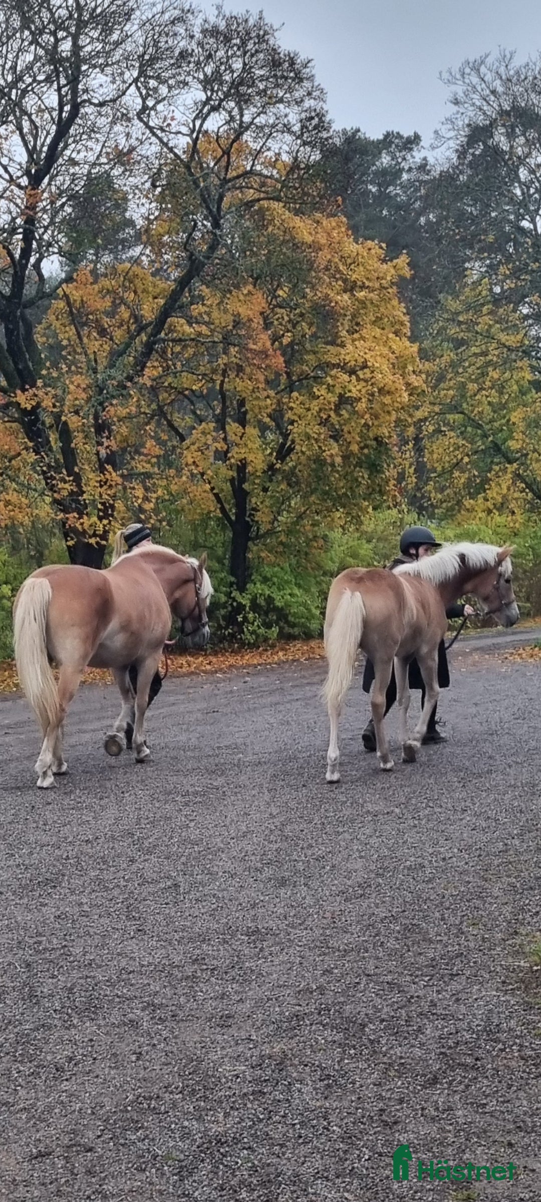 Allround hästar till salu: Haflingerföl till salu - Trolldungens Saga i Värmdö - Annons 4