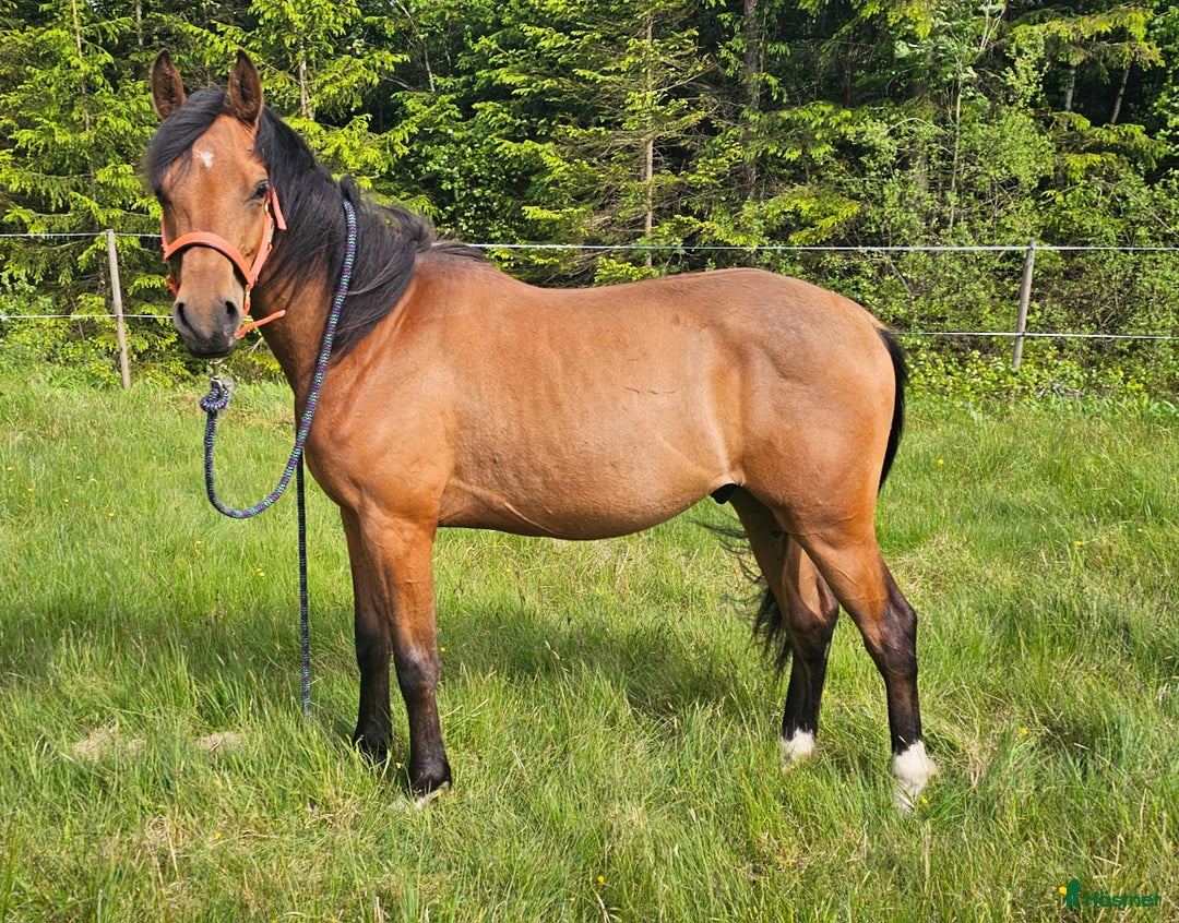 Allround hästar till salu: Trygg och fantastisk ung valack i Dingle - Annons 3