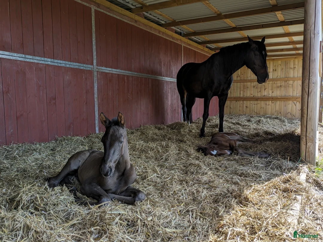  stallplats finnes: 1 ledig plats på underbar lösdrift  i Hörby - Annons 30
