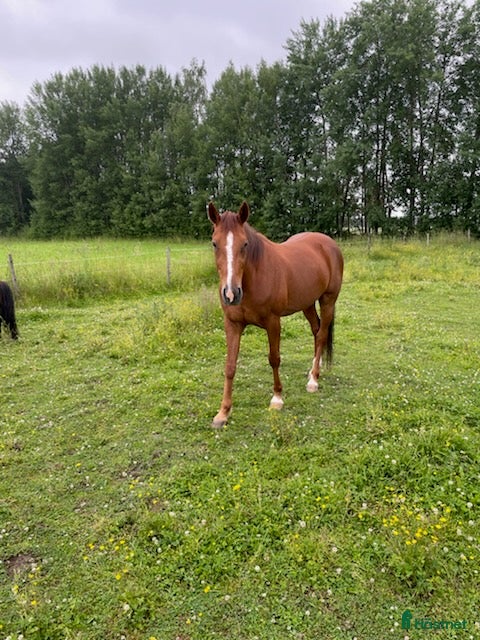  hästar Sällskapshäst söker nytt hem - Annons 5