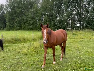 hästar Sällskapshäst söker nytt hem - Annons 5