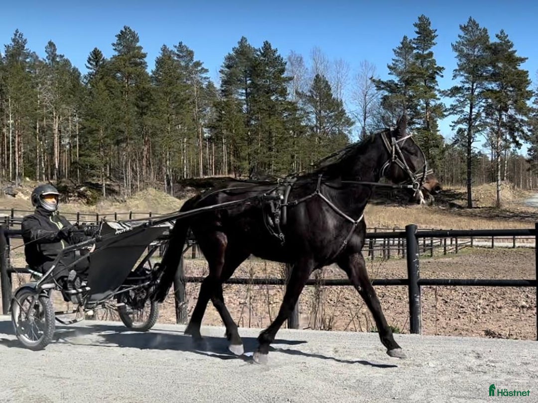 Allround hästar till salu: Ridning körning avel sällskap i Svanesund - Annons 3