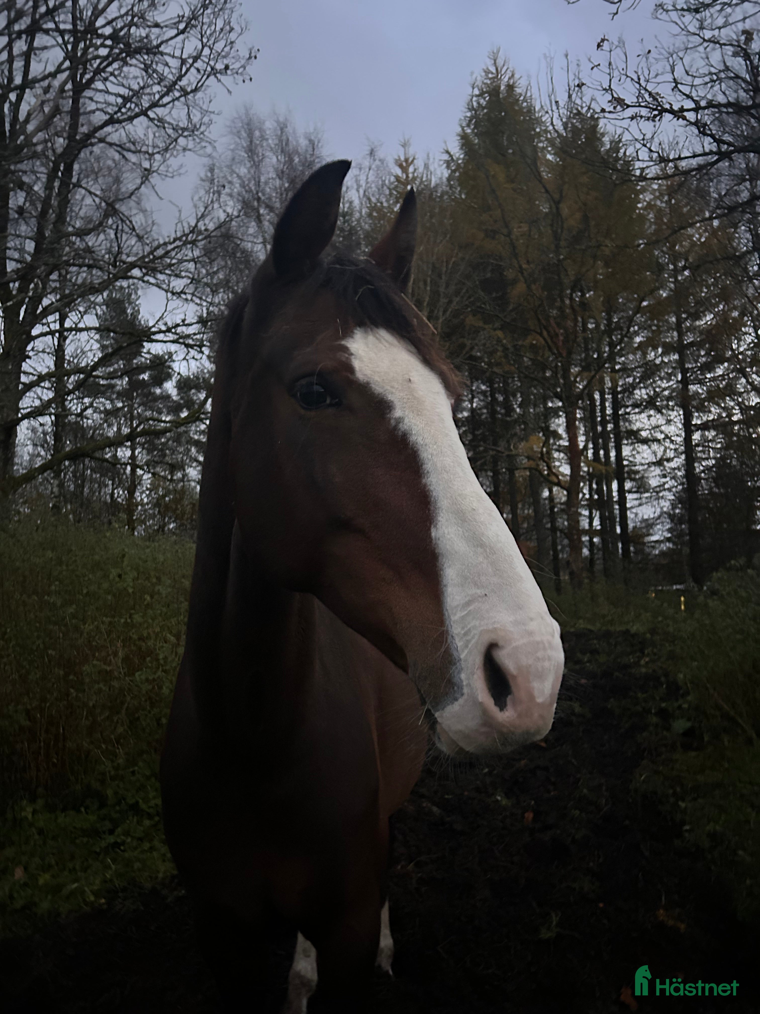  hästar Projekt/Avelssto - Annons 1