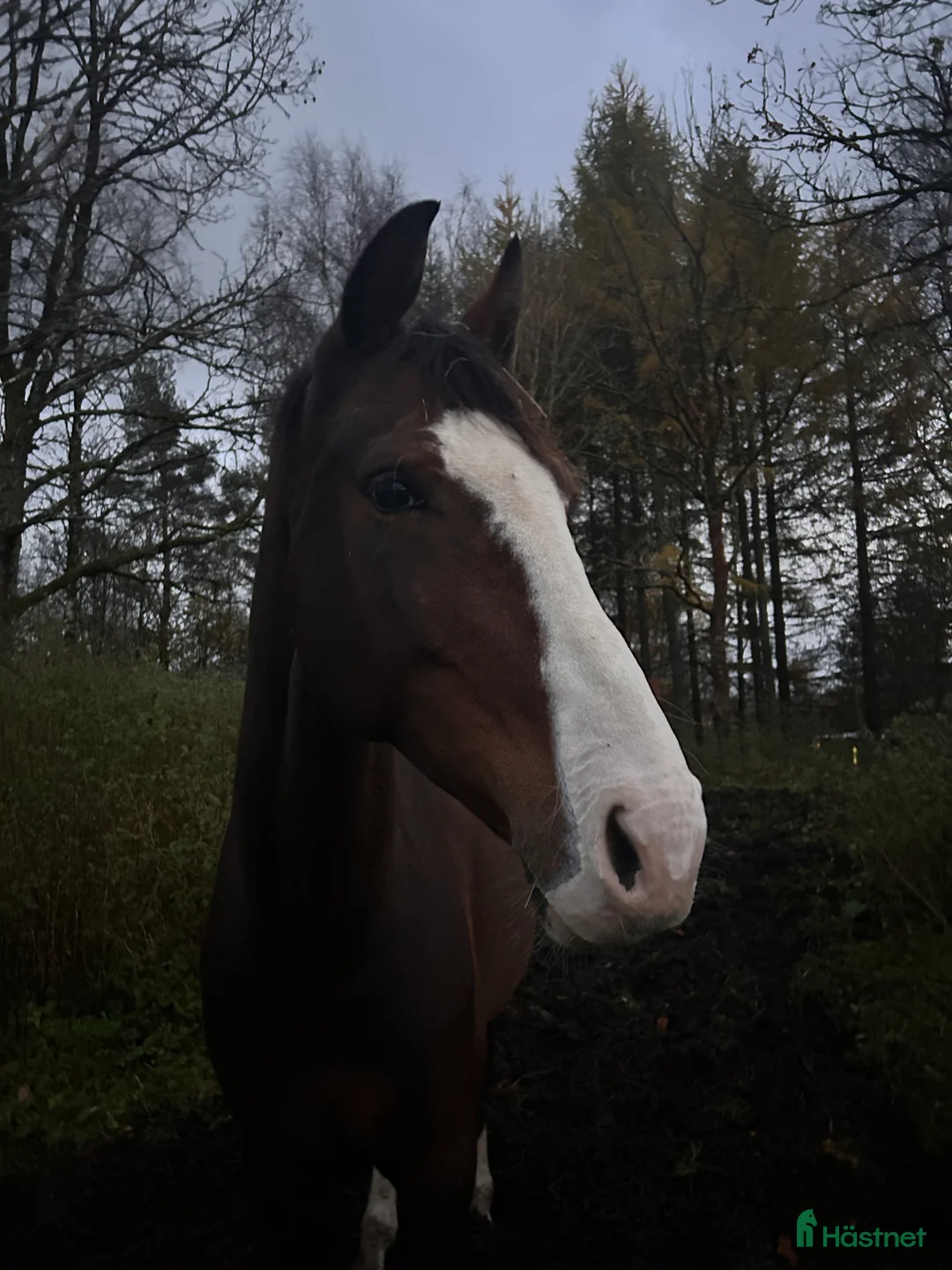 Allround hästar till salu: Projekt/Avelssto - Annons 1