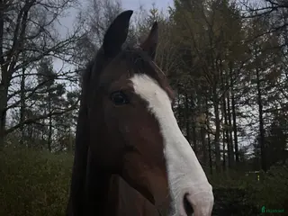 hästar Projekt/Avelssto - Annons 1