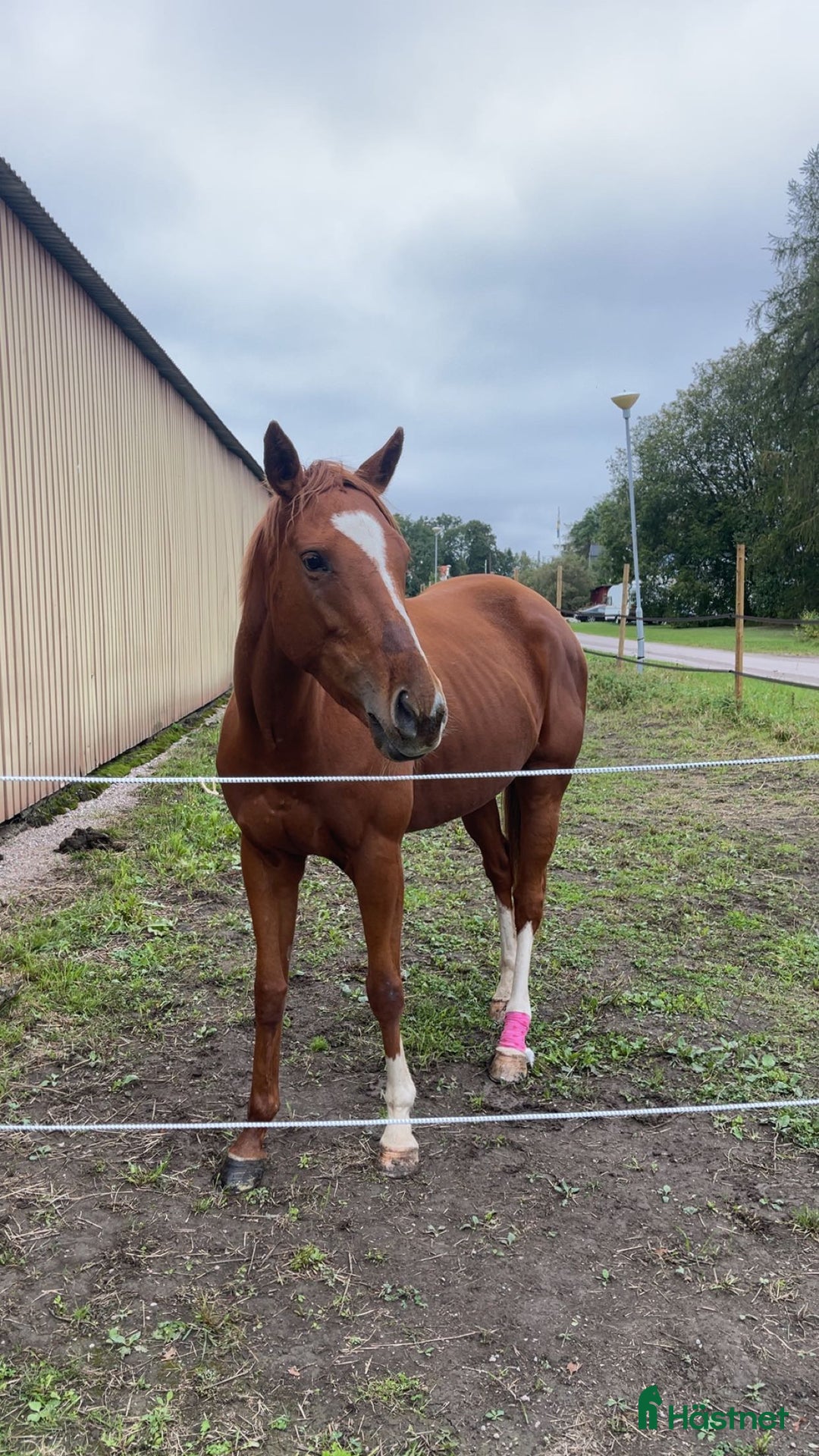  medryttarhäst finnes: Medryttare sökes  i Västerås - Annons 2