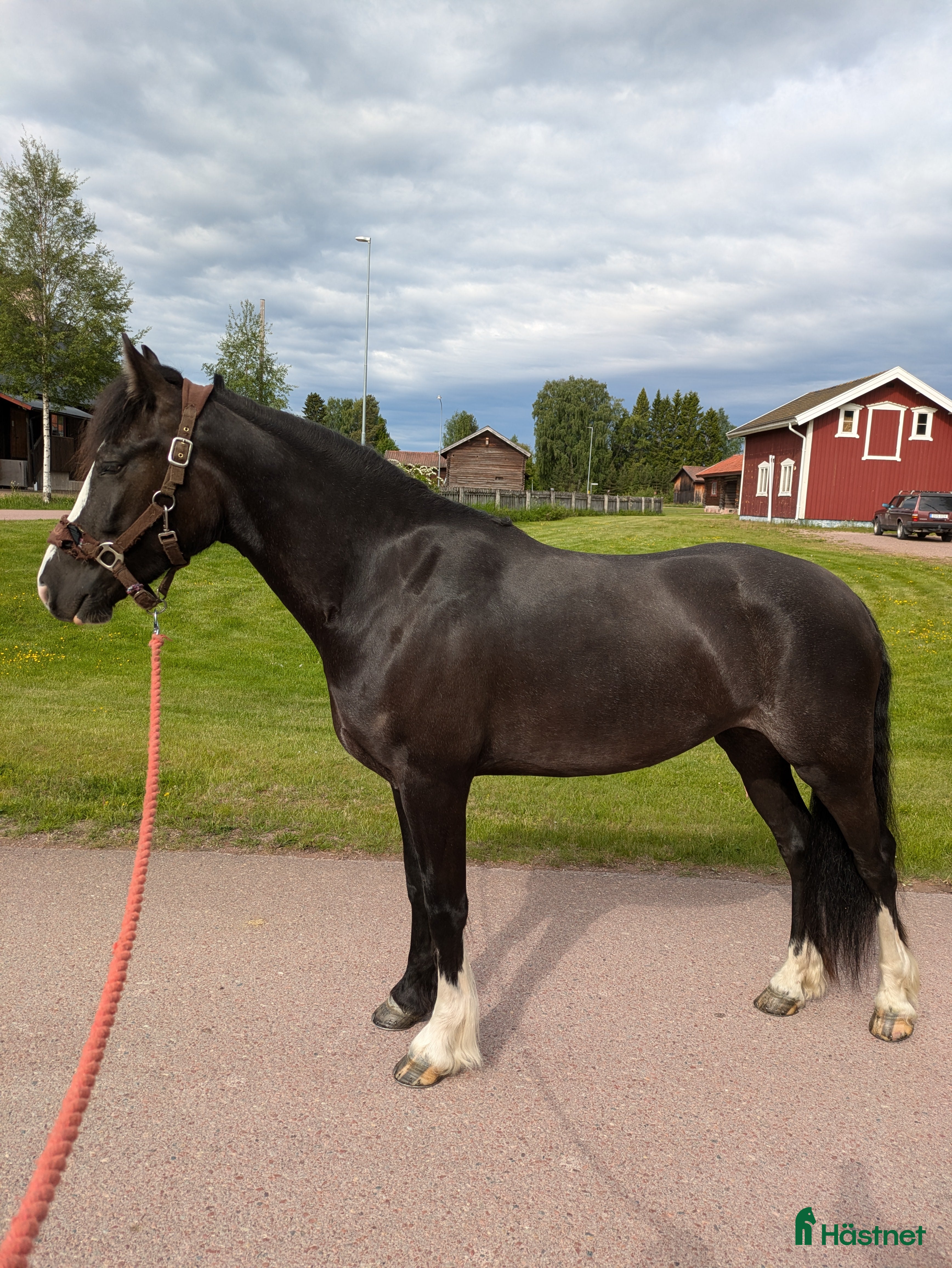  hästar Smäcker kallblods sto  i Mora - Annons 3