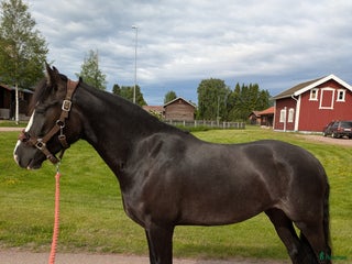hästar Smäcker kallblods sto i Mora - Annons 21