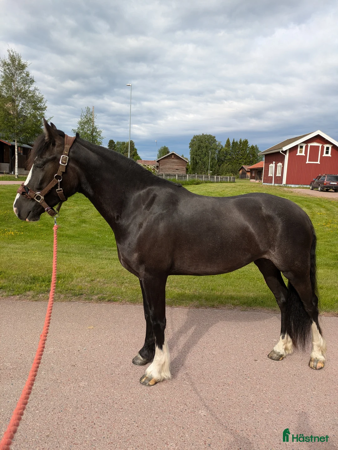 Allround hästar till salu: Smäcker kallblods sto  i Mora - Annons 1