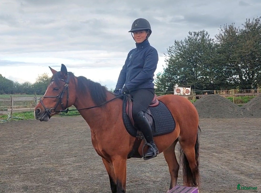 Hoppning hästar till salu: Vilda C ponny säljes till satsande ryttare!  i Onslunda - Annons 2