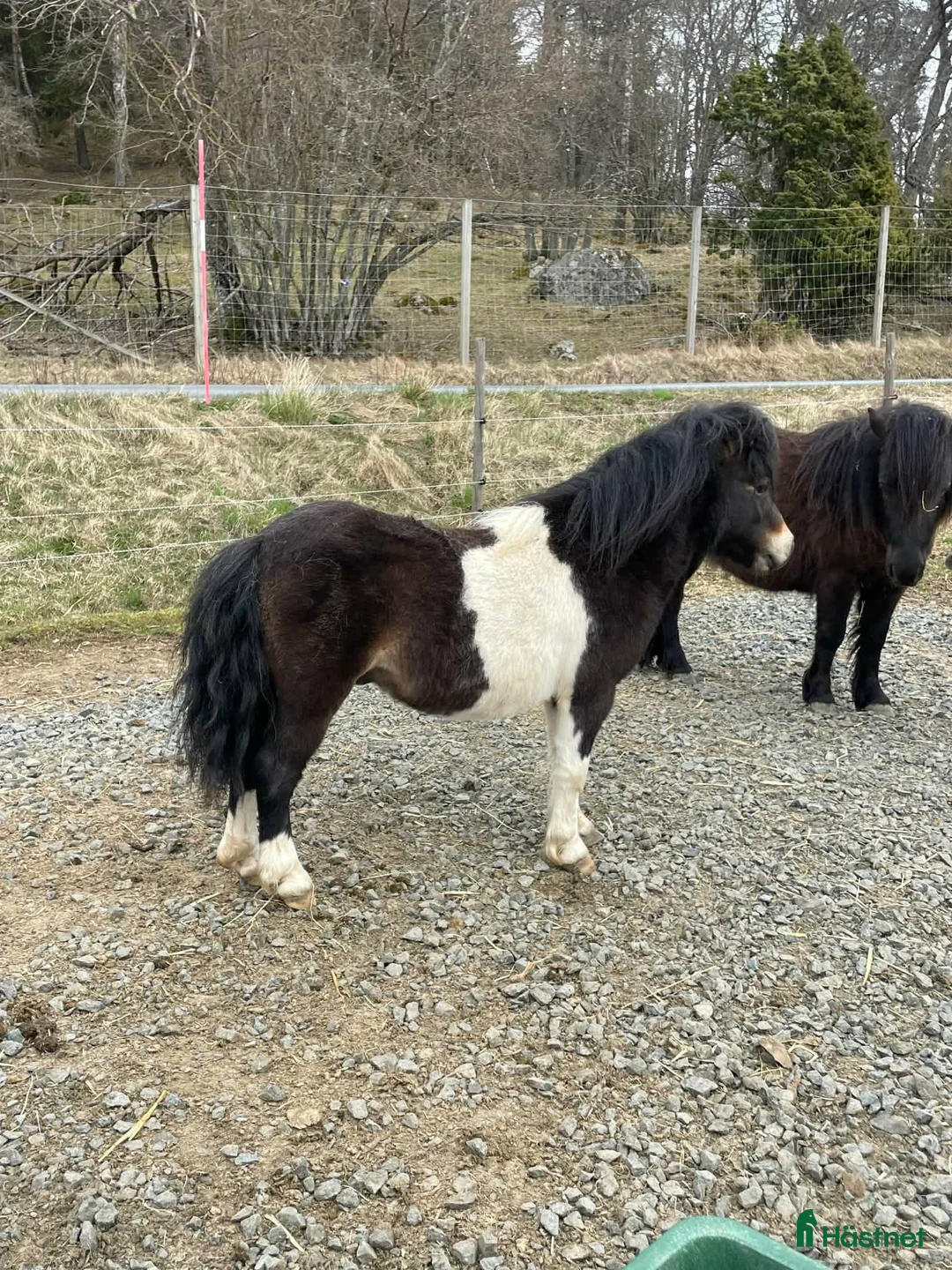 Övrigt hästar till salu: Minihingst som söker ny familj - Annons 1
