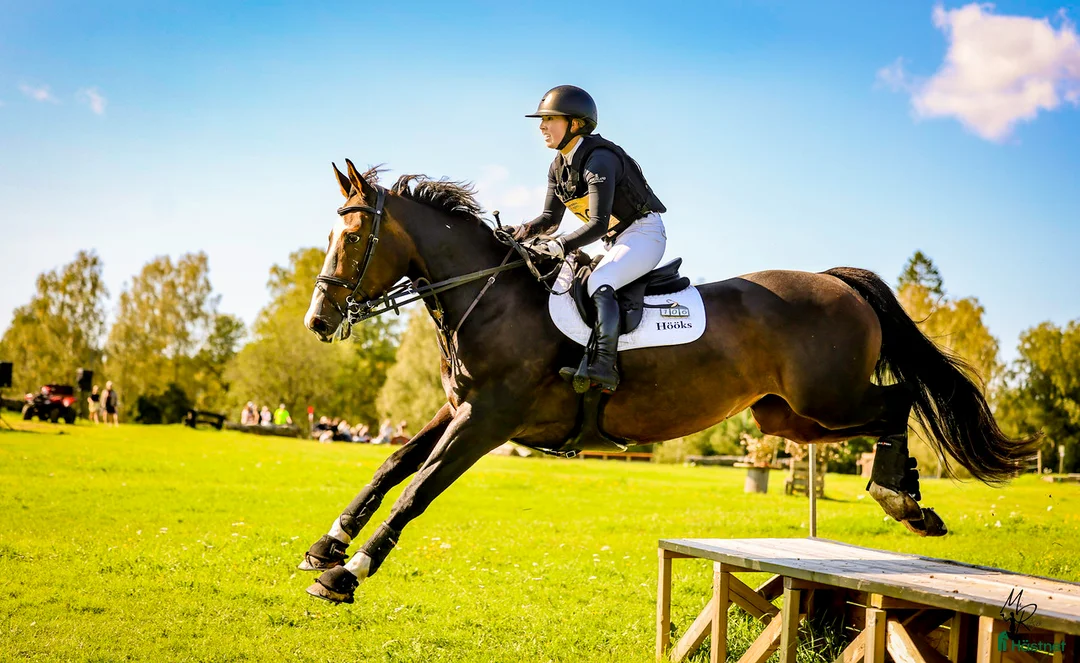 Avelshästar hästar till salu: Underbart Irländskt Sto - Annons 2