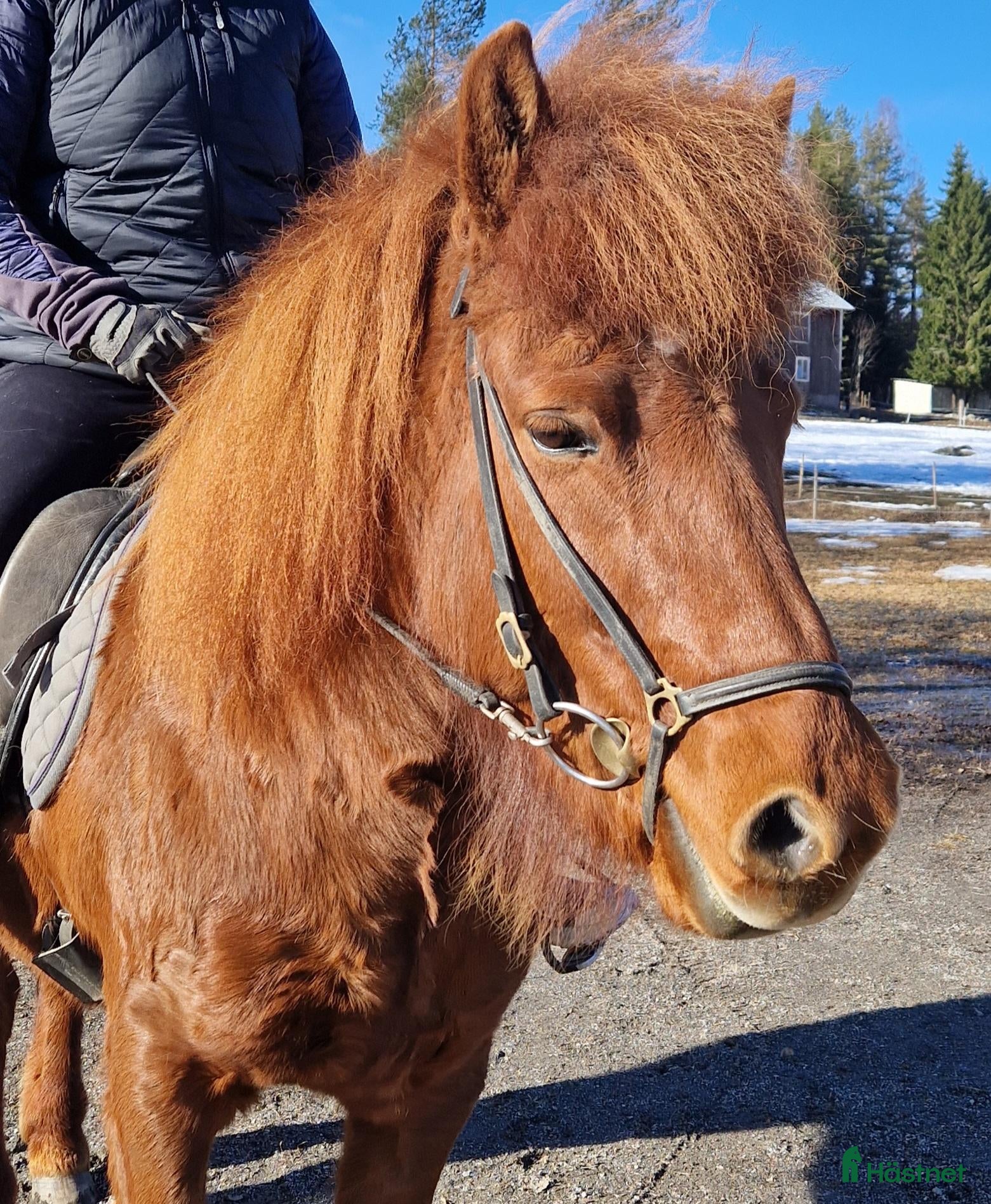  hästar Snällt töltsto - Annons 2