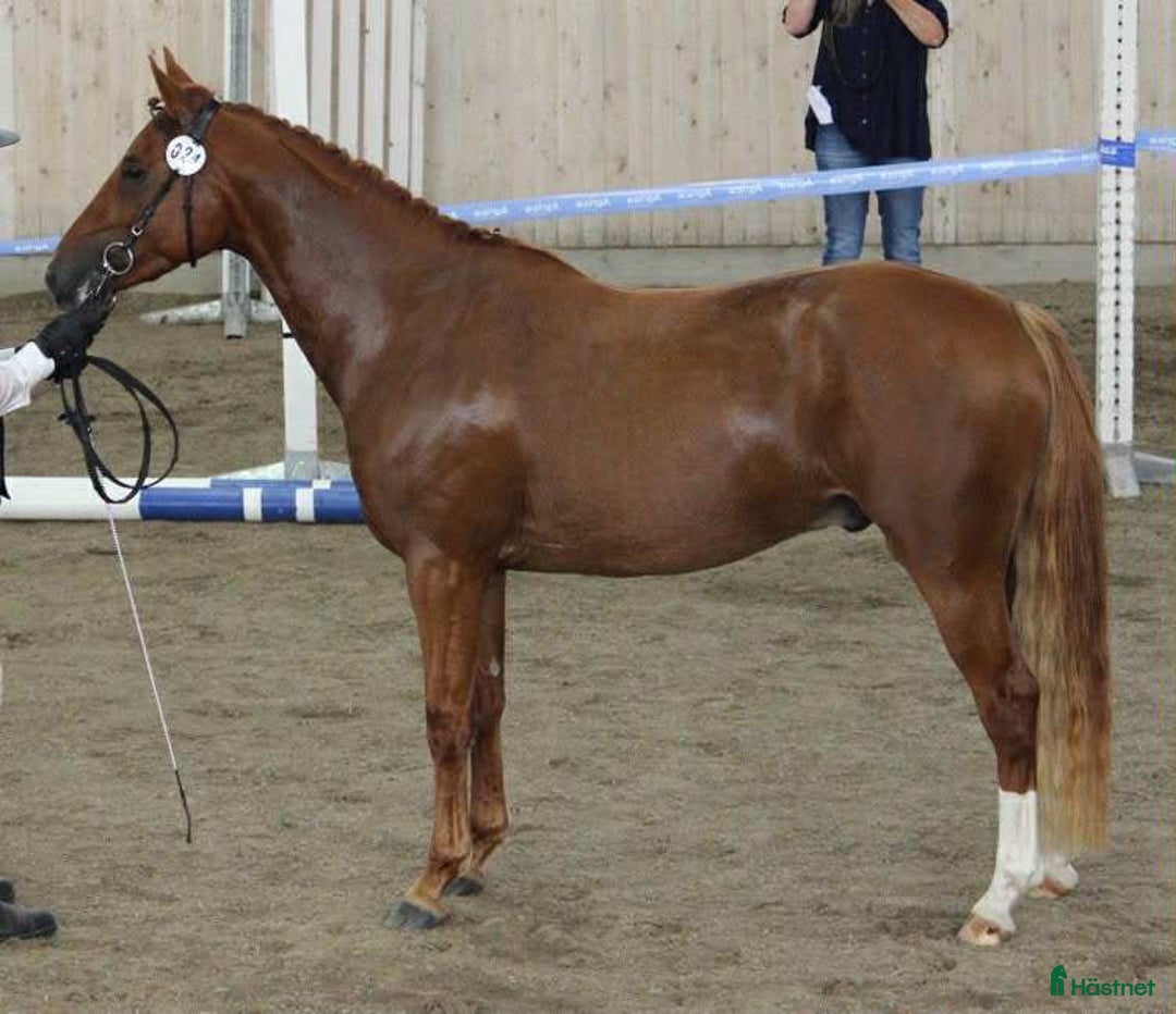 Allround hästar till salu: UTVECKLINGSBAR D-PONNY i Vintrosa - Annons 3