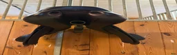 Sadlar hästutrustning till salu: Equipe Rarity 16” +1 +1 brun - Annons 4