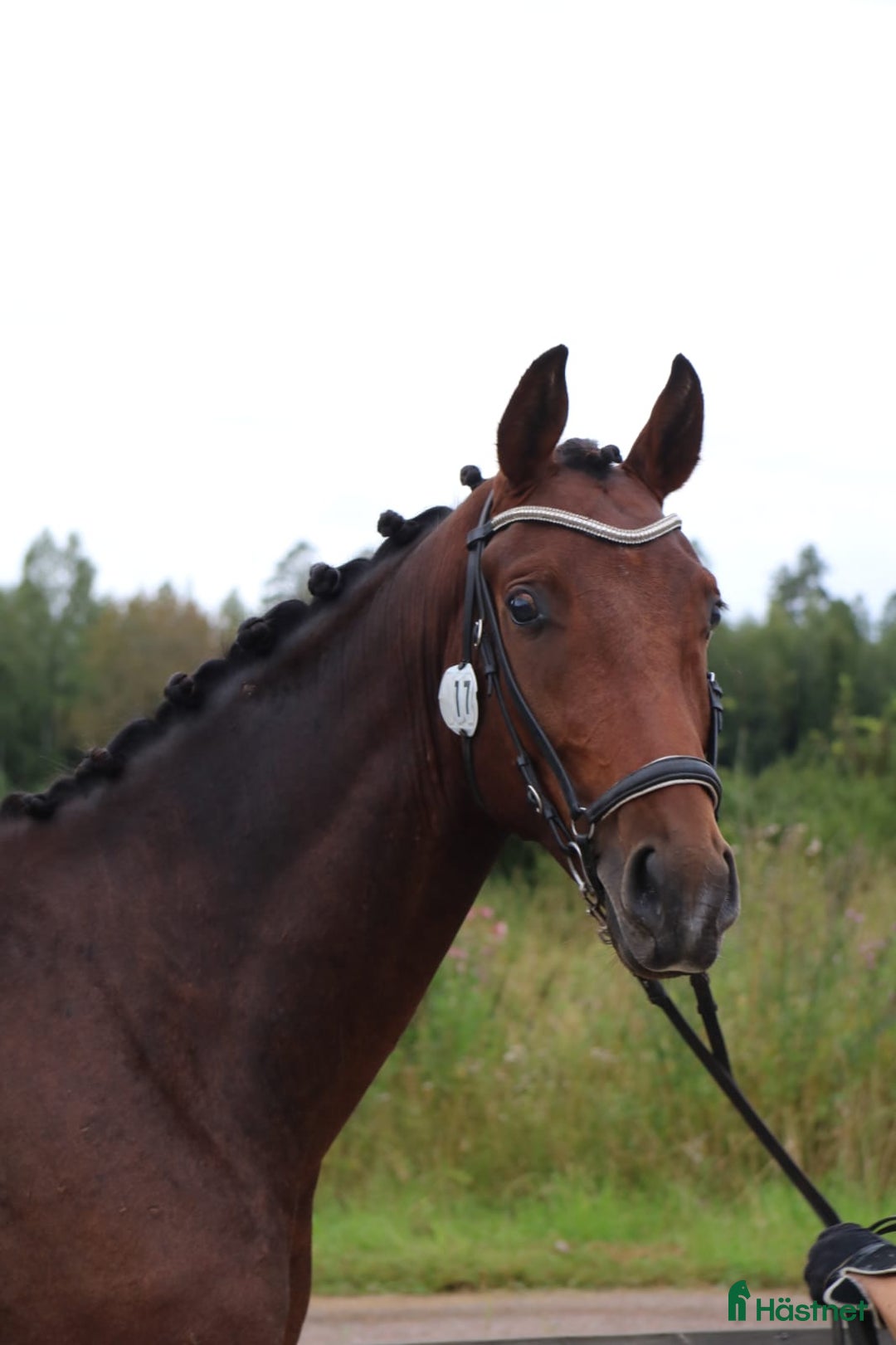 Dressyr hästar till salu: 3åring av hög kvalitet  i Insjön - Annons 2
