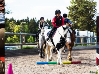 hästar Söker häst till mindre verksamhet i Lidingö - Annons 18