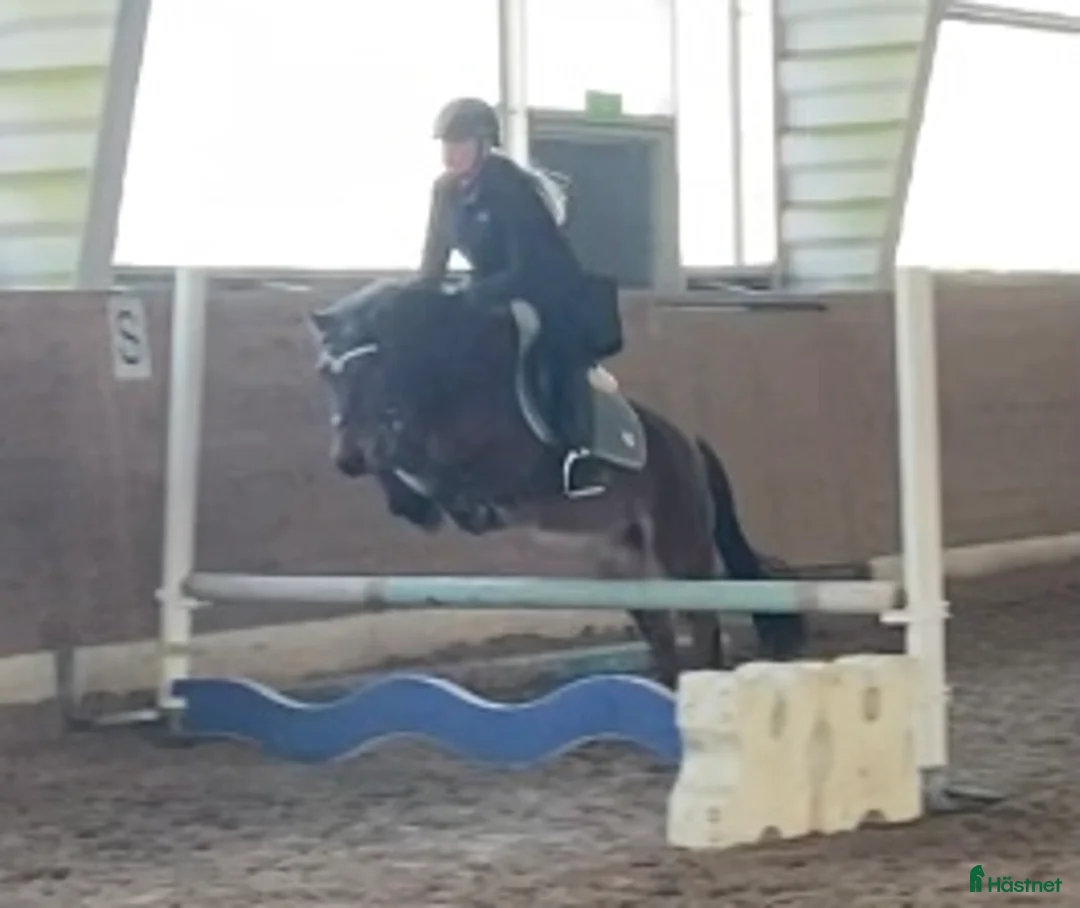  medryttarhäst finnes: Medryttare sökes till pigg och söt B-ponny. - Annons 3