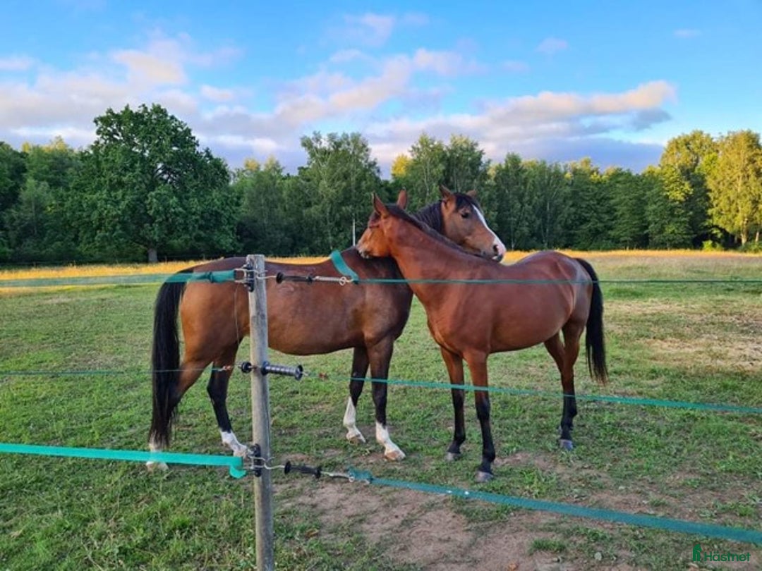 Allround hästar sökes: Pigg & glad bästa kompis för allroundridning sökes i Sösdala - Annons 1
