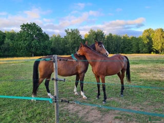 hästar Pigg & glad bästa kompis för allroundridning sökes i Sösdala - Annons 21