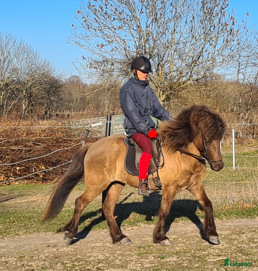 Island hästar till salu: Gulsvart 5 gångssto - Annons 2