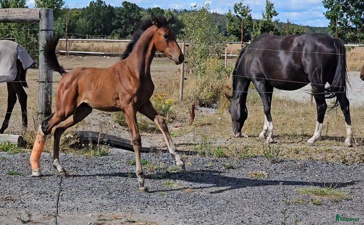 hästar i Sölvesborg - Annons 7
