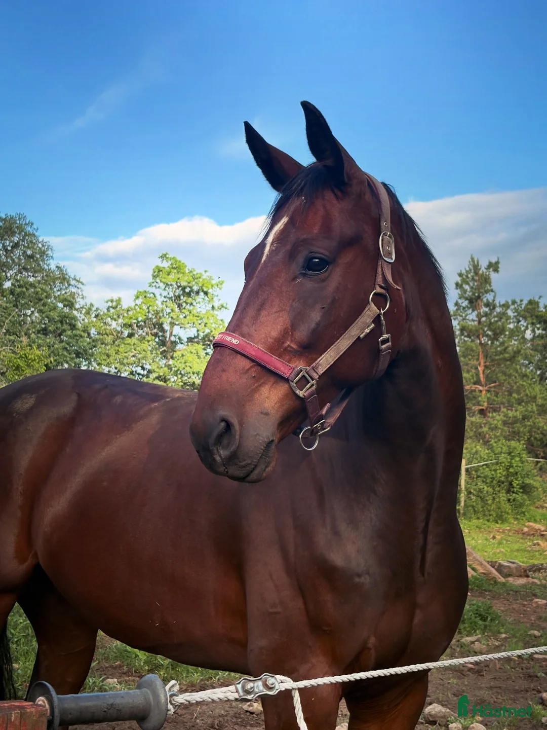 Allround hästar till salu: Snällaste killen - Annons 1
