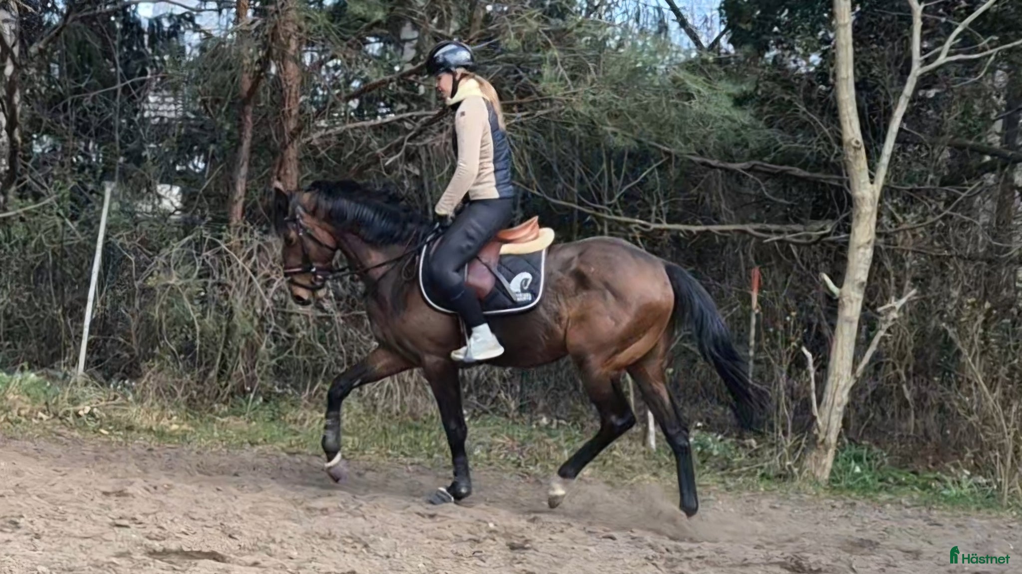  hästar Snällaste Sture - Annons 10