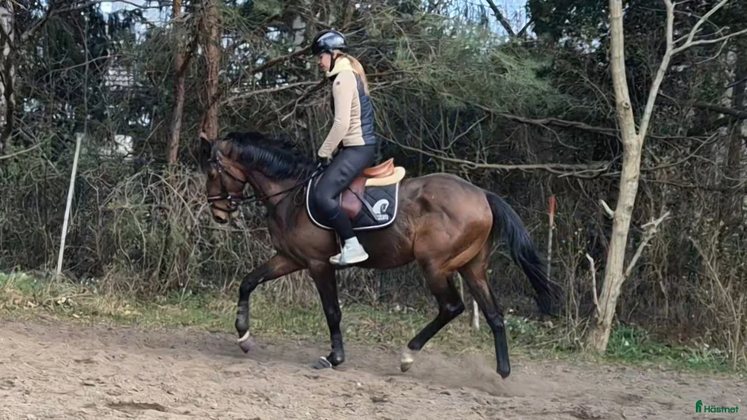 Allround hästar till salu: Snällaste Sture - Annons 1