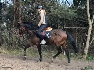 hästar Snällaste Sture - Annons 10