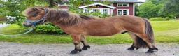 Allround hästar till salu: Mini-shettisvalacker Bosse & Buster (halvbröder) - Annons 9