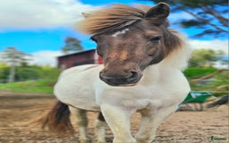 Island hästar till salu: Dräktigt islandssto i Matfors - Annons 7