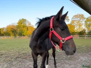 hästar Snart 2-årig valack med fina gångarter i Jonstorp - Annons 9