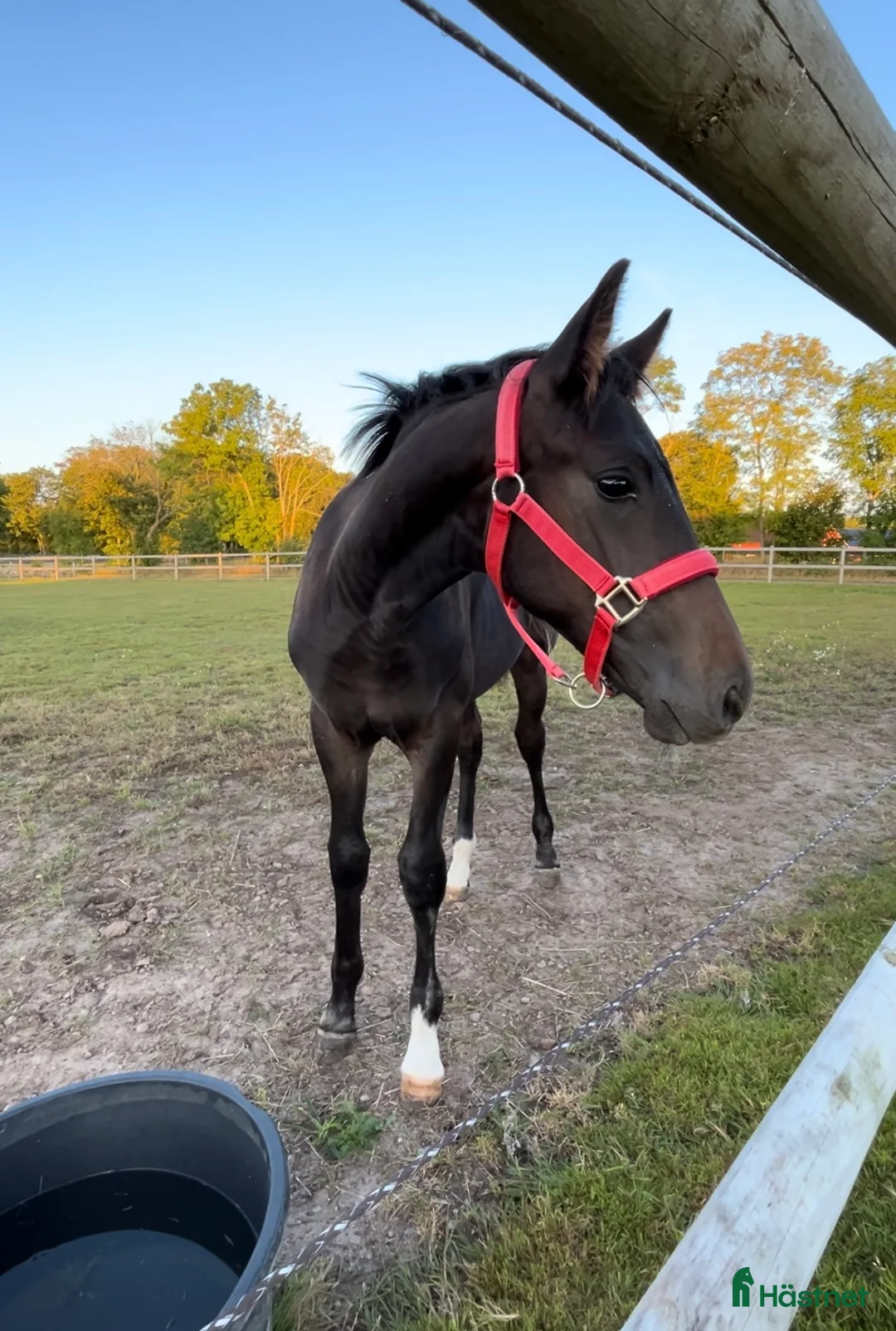 Dressyr hästar till salu: Snart 2-årig valack med fina gångarter i Jonstorp - Annons 1