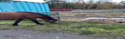 Allround hästar till salu: Okomplicerad och modig c-ponny - Annons 3