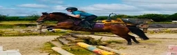 Hoppning hästar till salu: Jumping ponies  - Annons 13