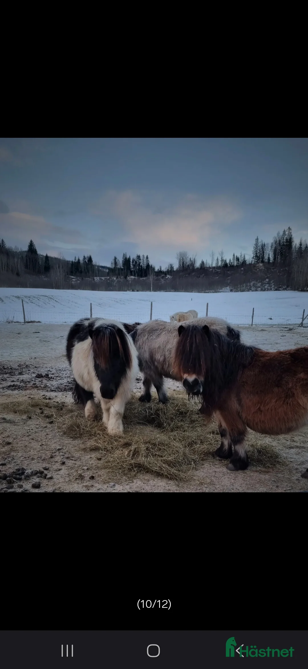 Avelshästar hästar till salu: Avelssto söker nytt hem i Meråker - Annons 2