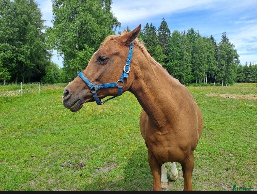  hästar Arabisk avelssto till salu - Annons 4