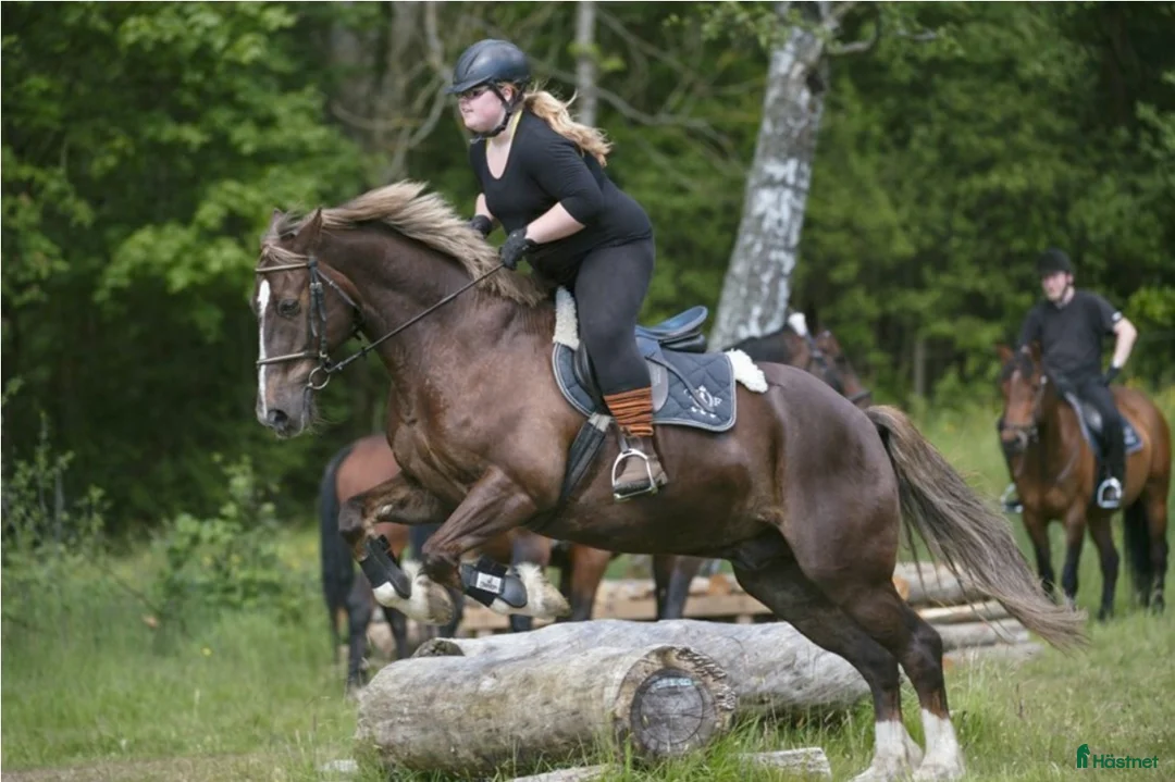 Galleribild {{count}}