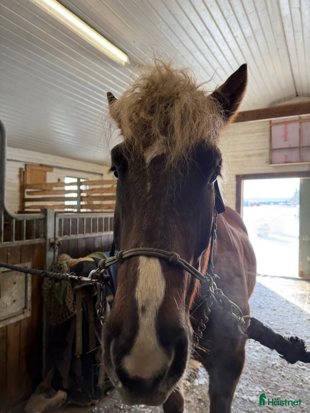 Allround hästar till salu: Unghäst till salu - Annons 1