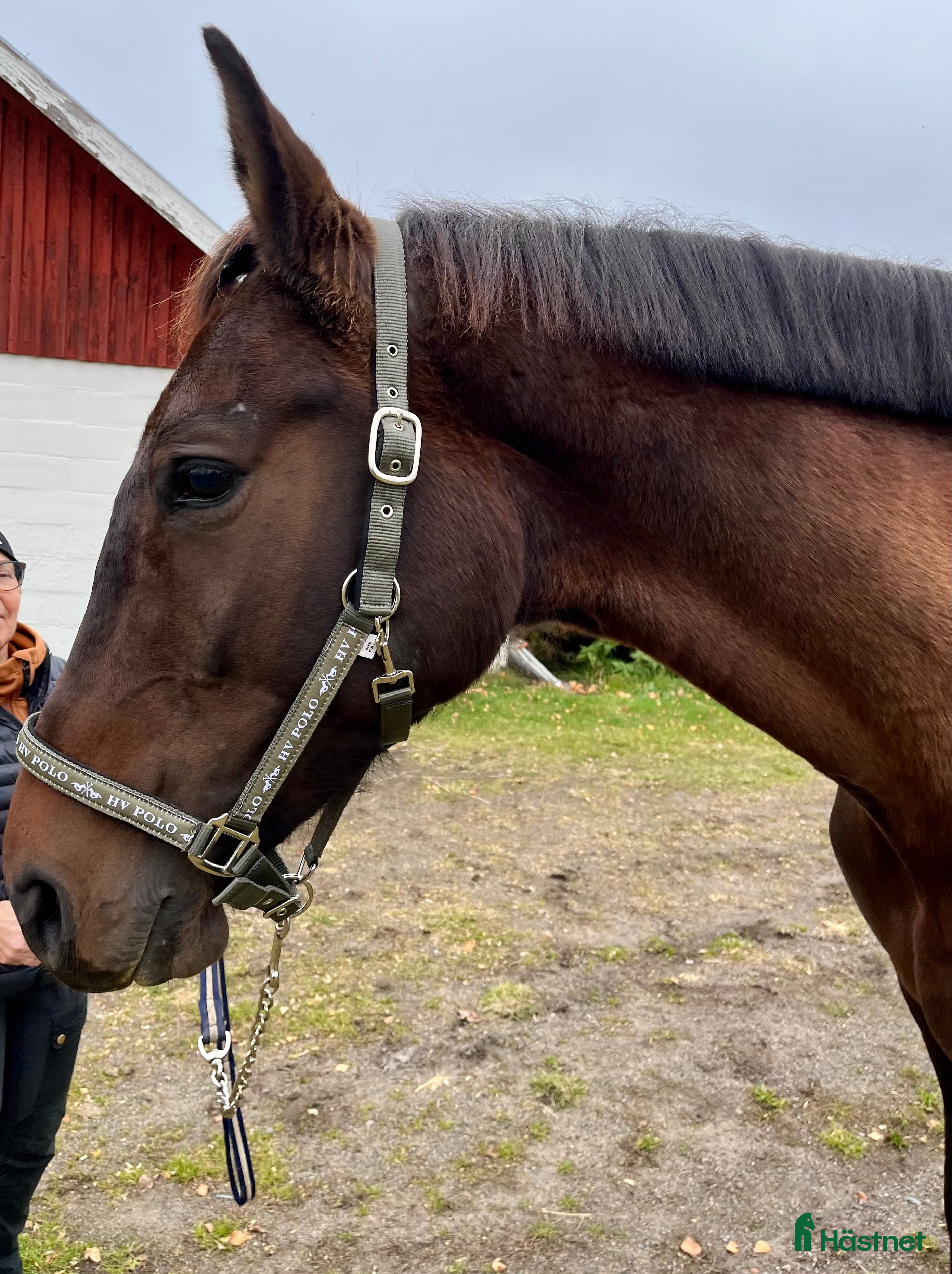  hästar Jättefint dressyrsto säljes i Rosvik - Annons 15