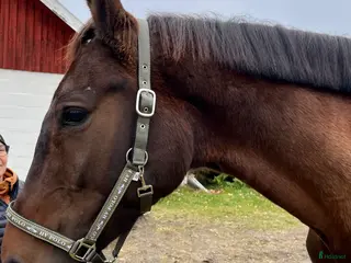hästar Jättefint dressyrsto säljes i Rosvik - Annons 3